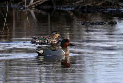 Green Winged Teal pair in pond 25.jpg