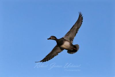 Gadwall in flight 25.jpg