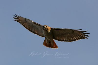Red Tailed Hawk above 25.jpg