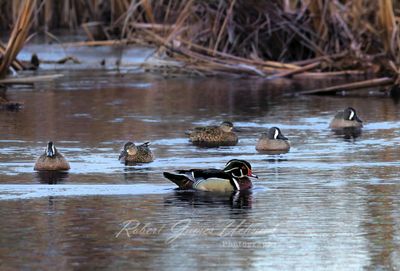 Wood Duck and Teals in pond 25.jpg