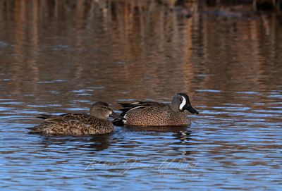 Blue Winged Teals in Pond 3 25.jpg