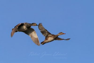 Gadwall Pair in flight 25.jpg
