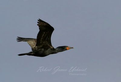 Cormorant in flight 2 25.jpg
