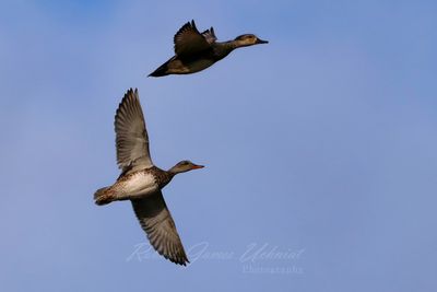 Gadwall Pair in flight 2 25.jpg