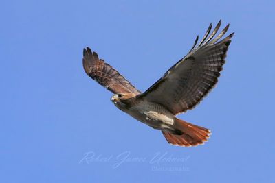 Red Tailed Hawkin flight side 25.jpg