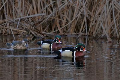 Wood Ducks in reeds 25.jpg