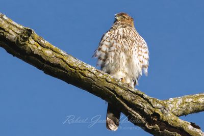 Sharp Shinned Hawk on branch 25.jpg