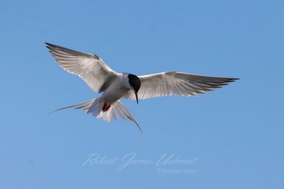 Forsters Tern hovering 25.jpg