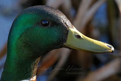 Mallard Portrait 25.jpg