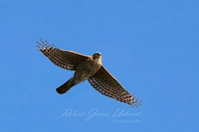 Sharp-Shinned Hawk in flight 25.jpg