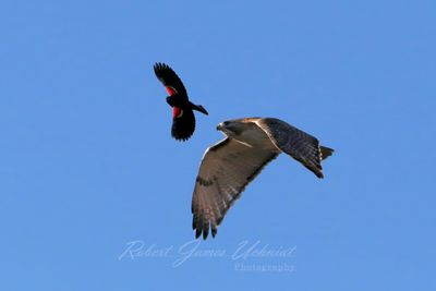 Red Tailed Hawk gets escorted 25.jpg