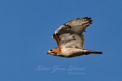 Red Tailed Hawk in flight side 2 25.jpg