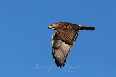 Red Tailed Hawk in flight side 3 25.jpg