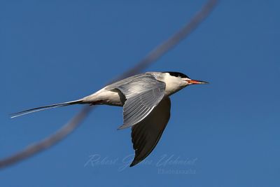 Forsters Tern in flight 25.jpg