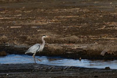 Great Blue Heron on mud flats 25.jpg