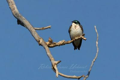 Tree Swallow on branch 25.jpg