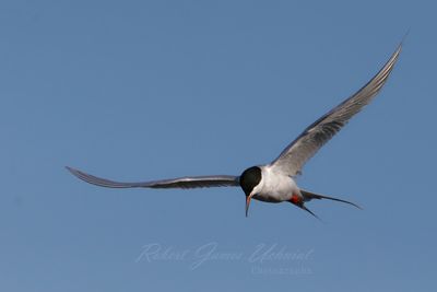 Forster's Tern head on 25.jpg