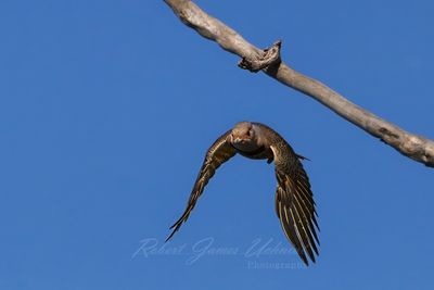 Northern Flicker in flight 25.jpg