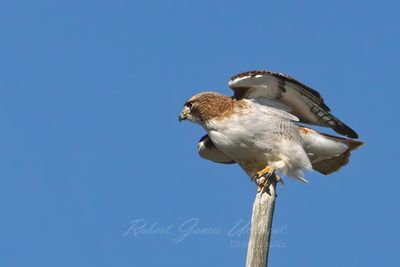 Red Tailed Hawk at take off 25.jpg