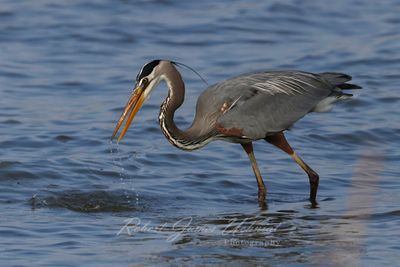 Great Blue Heron in Lake St Clair 25.jpg