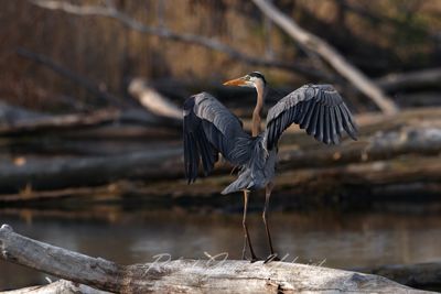 Great Blue Heron om log 25.jpg
