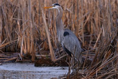 Great Blue heron standing in reeds 25.jpg