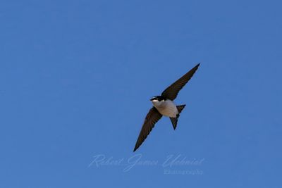 Tree Swallow in flight25.jpg