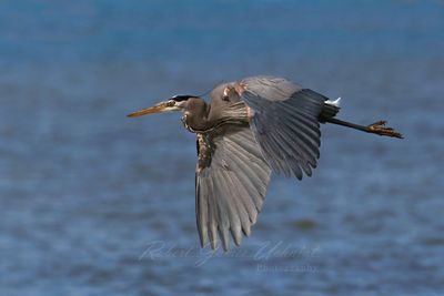 Great Blue Heron over Lake St Clair 25.jpg