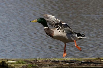 Mallard male at takeoff 25.jpg