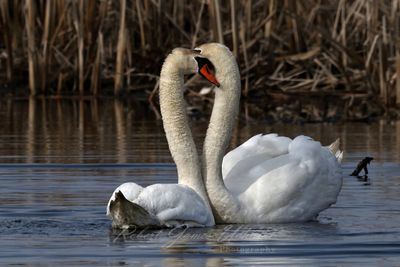 Mutte Swan pair in pond 25.jpg