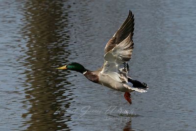 Malard male in flight with splash 25.jpg