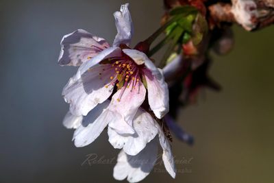 Almond Blossom 25.jpg