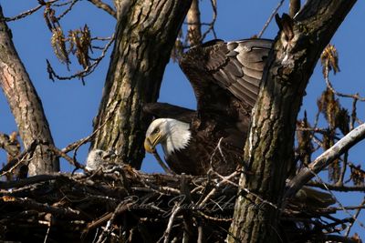 Bald Eagle with Chick 25.jpg