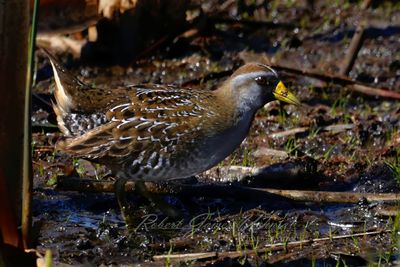 Sora in marsh 25.jpg