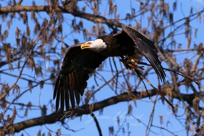 Bald Eagle with nest material 25.jpg