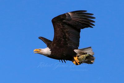 Bald Eagle in flight with fish 25.jpg
