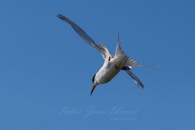 Forster's Tern begins dive 25.jpg