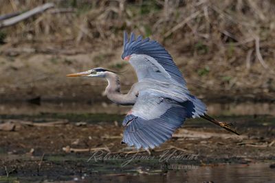 Great Blue Heron in flight over marsh 25.jpg
