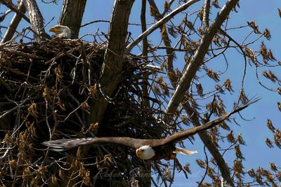 Bald Eagle nest flyby 25.jpg