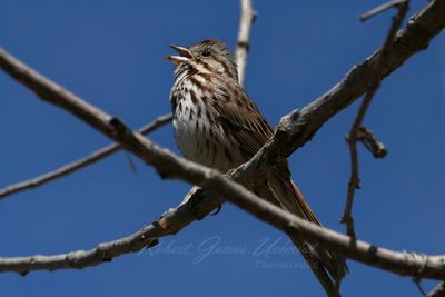 Song Sparrow singing 25.jpg
