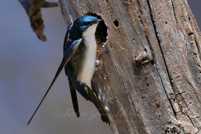 Tree Swallow at tree hole 25.jpg