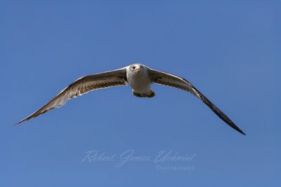 Ring-Billed Gull head on 25.jpg