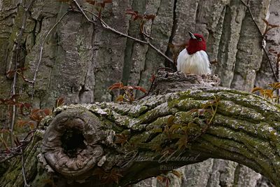 Red Headed Woodpecker 25.jpg