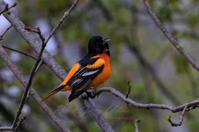 Baltimore Oriole singing 25.jpg