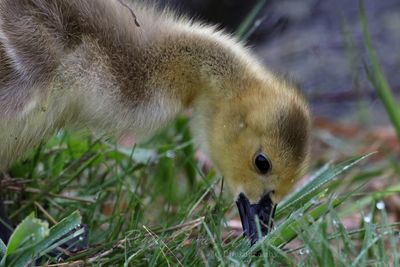 Gosling feeding 25.jpg