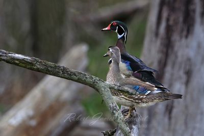 Wood Duck pair on branch 25.jpg