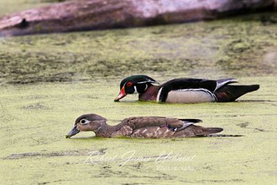 Wood Duckpair feeding 25.jpg