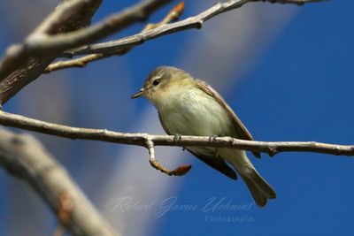 Warbling Vireo on branch 25.jpg