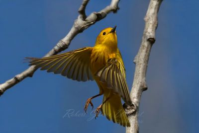 Yellow Warbler takes flight 25.jpg