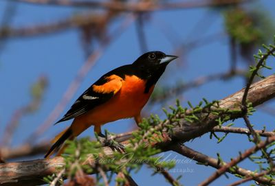 Baltimore Oriole on branch 25.jpg